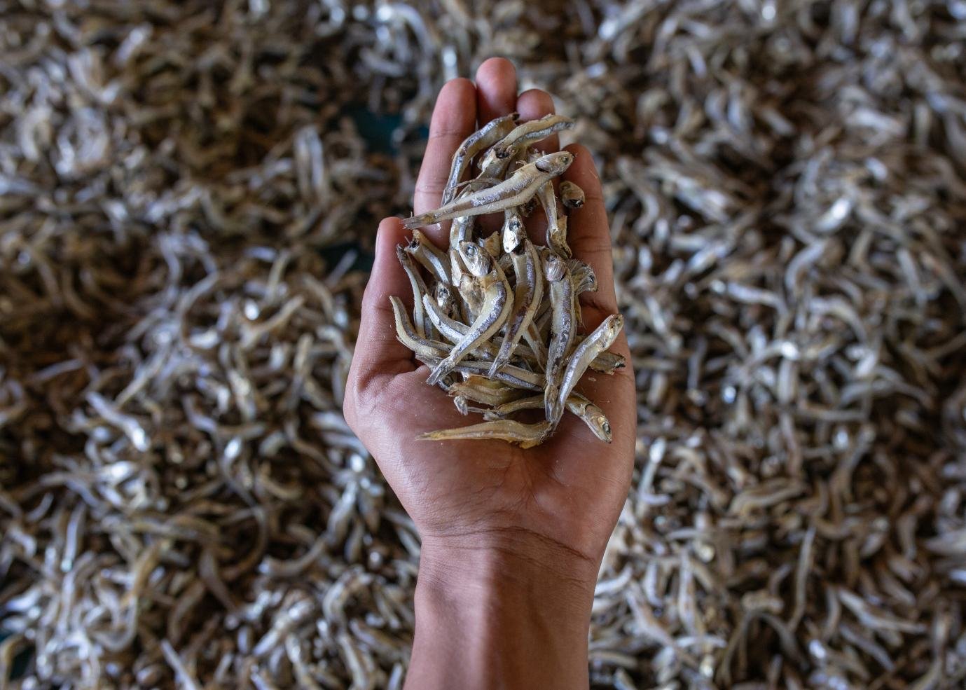 Tanjung Samudra Nauli photo product 5